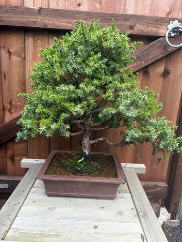 Juniperus juniper bonsai tree - juniperus,