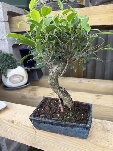 Ficus potted bonsai tree - potted,