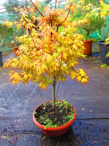 28inch inc pot outdoor - inc.,