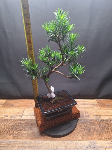 Shape buddhist pine bonsai - buddhist,