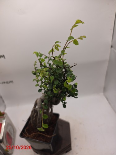 Chinese elm ulmus parvifolia - ulmus,