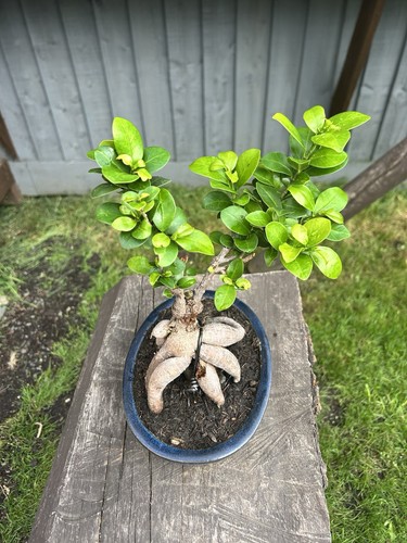 Ficus bonsai rooted rock - ficus,