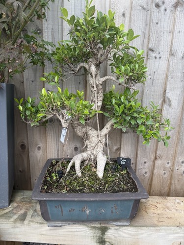 Large ficus bonsai - large,
