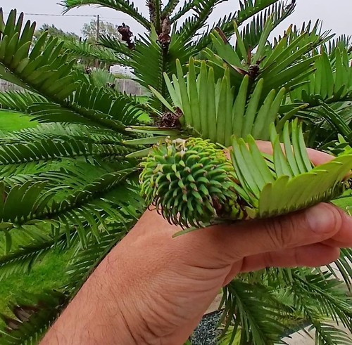 Rare wollemi pine seeds - rare,