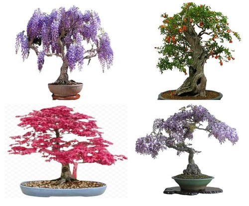 Bonsai tree seed mix - |, 40+