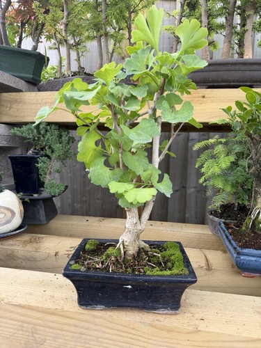 Ginkgo bonsai tree - tree, potted
