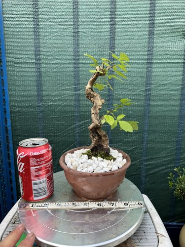 Vitex negundo bonsai - bonsai,