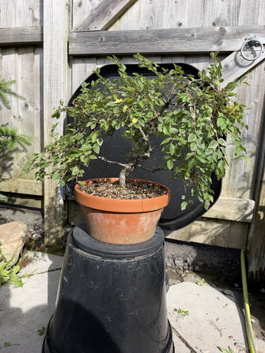 Chinese elm bonsai - chinese,