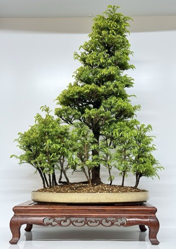 Cryptomeria japonica wol - cryptomeria,