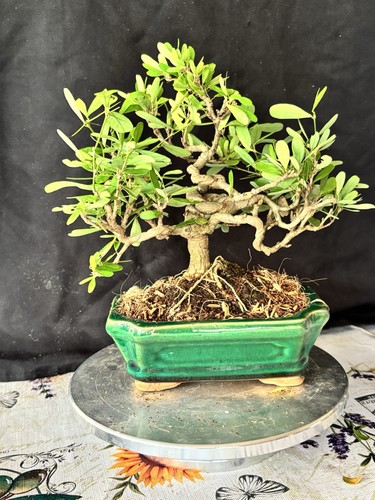Vietnamese bluebells bonsai - vietnamese,