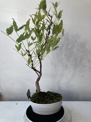 Wisteria bonsai oval white - wisteria, in