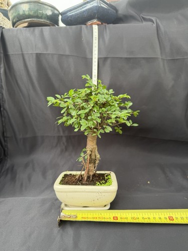 Chinese elm bonsai - chinese, potted