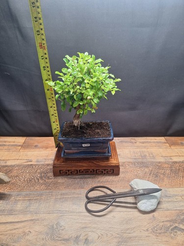 Sweet plum bonsai tree - sweet,