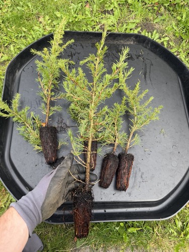 Cedrus libani tree bonsai - libani,
