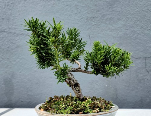 Yew bonsai tree - bonsai,