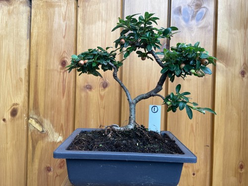 Cotoneaster developing - 🌱cotoneaster,
