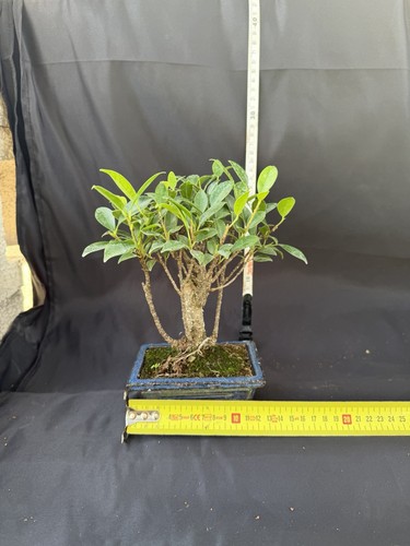 Ficus bonsai tree potted - ficus,