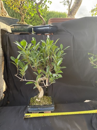 Ficus bonsai tree - bonsai,
