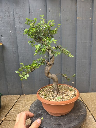 Joblot bonsai accent - /,