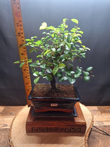 790 chinese sweet plum - #790, indoor