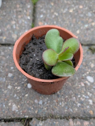 Jade money plant - jade, crassula