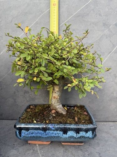 Chinese elm bonsai - elm, tree