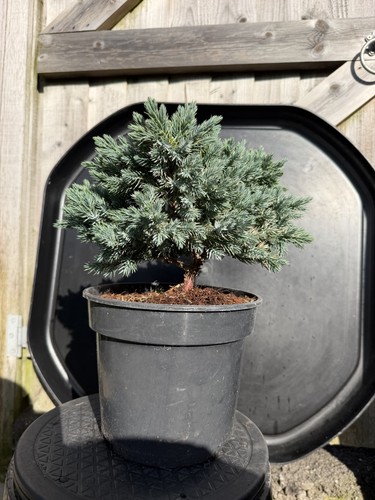 Juniper bonsai tree - juniper,