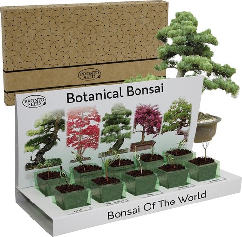 Bonsai tree kit grow - tree,