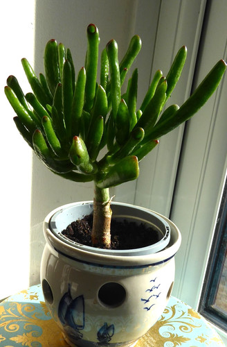 Money tree jade crassula ovata - jade,