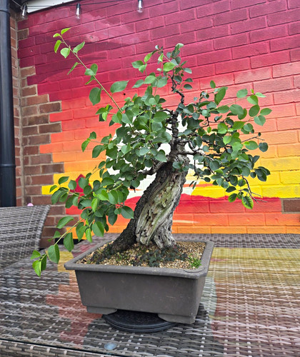 Prunus mahaleb - prunus,