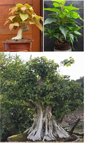 Sacred fig ficus - fig, religiosa