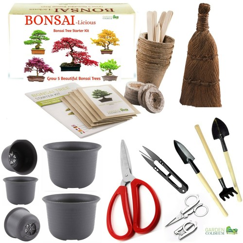 Bonsai tree kit - grow, own