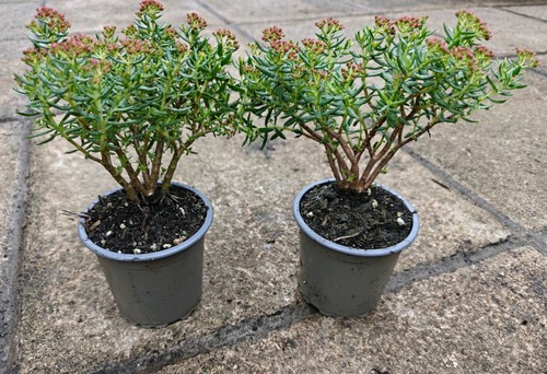 Crassula sarcocaulis small - x2,