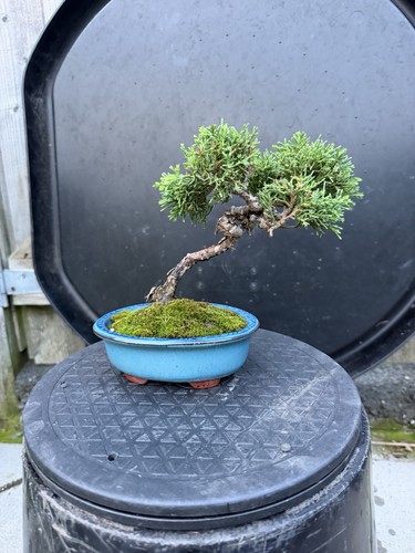 Shohin chinese juniper - juniper, bonsai