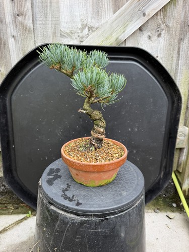 Japanese white pine bonsai - white,