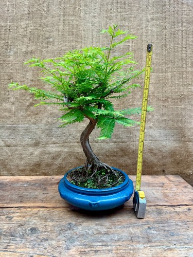 Mesasequoia - (dawn, redwood)
