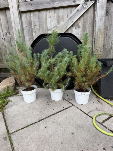 Pinus pine tree bonsai - pinus, /