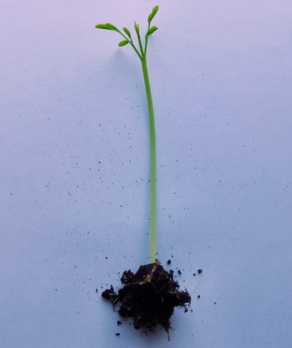 Moringa tree seedling - ,