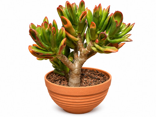 Jade plant money tree - plant,