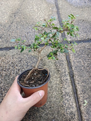 Chinese elm ulmus - elm,