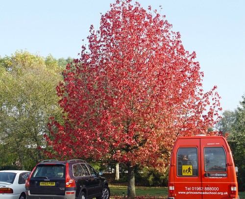 Sweet gum liquidambar - sweet,