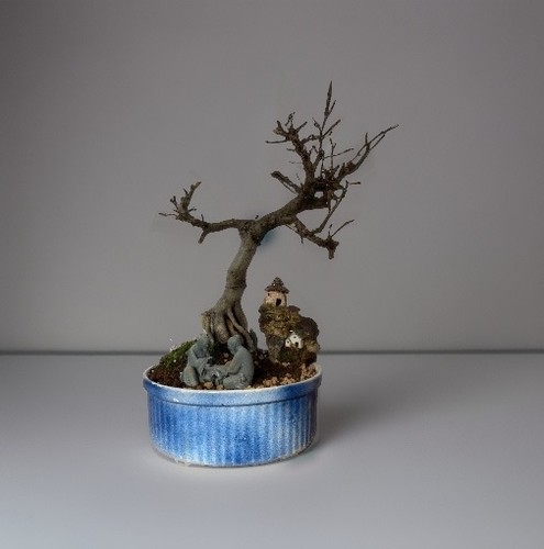 Bonsai tree european beech - bonsai,