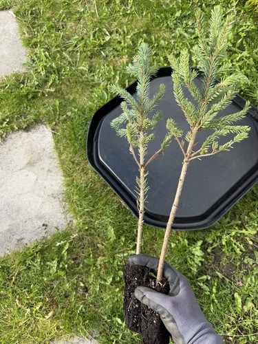 Blue spruce tree bonsai - blue,
