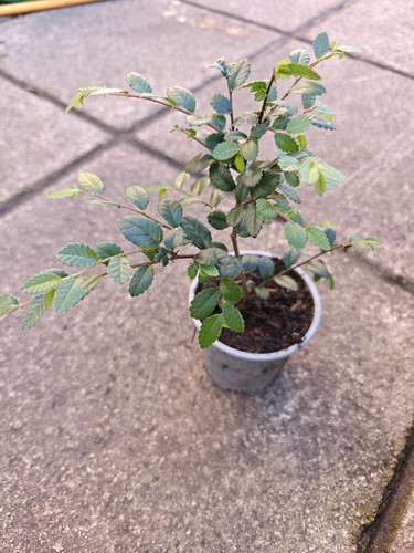 Chinese elm ulmus parvifolia - elm,