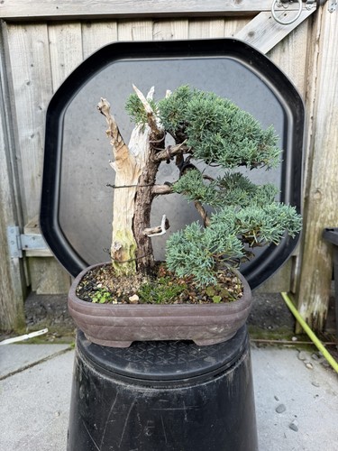 Chinese tanuki juniper bonsai - chinese,