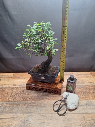 Thick trunk chinese elm - , bonsai