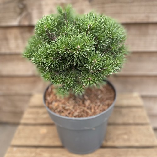 Pinus mugo mops - mugo, dwarf