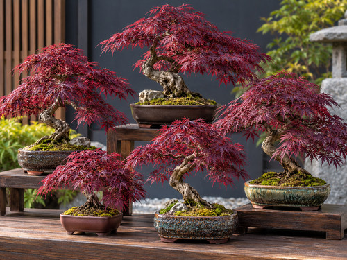Red purple japanese maple - purple,