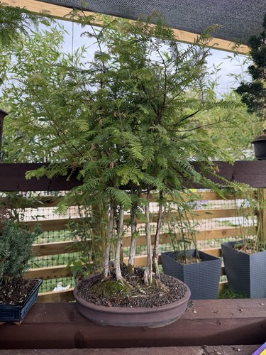 Large dawn redwood bonsai - large,