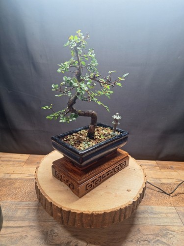 Twisted trunk chinese elm - twisted,